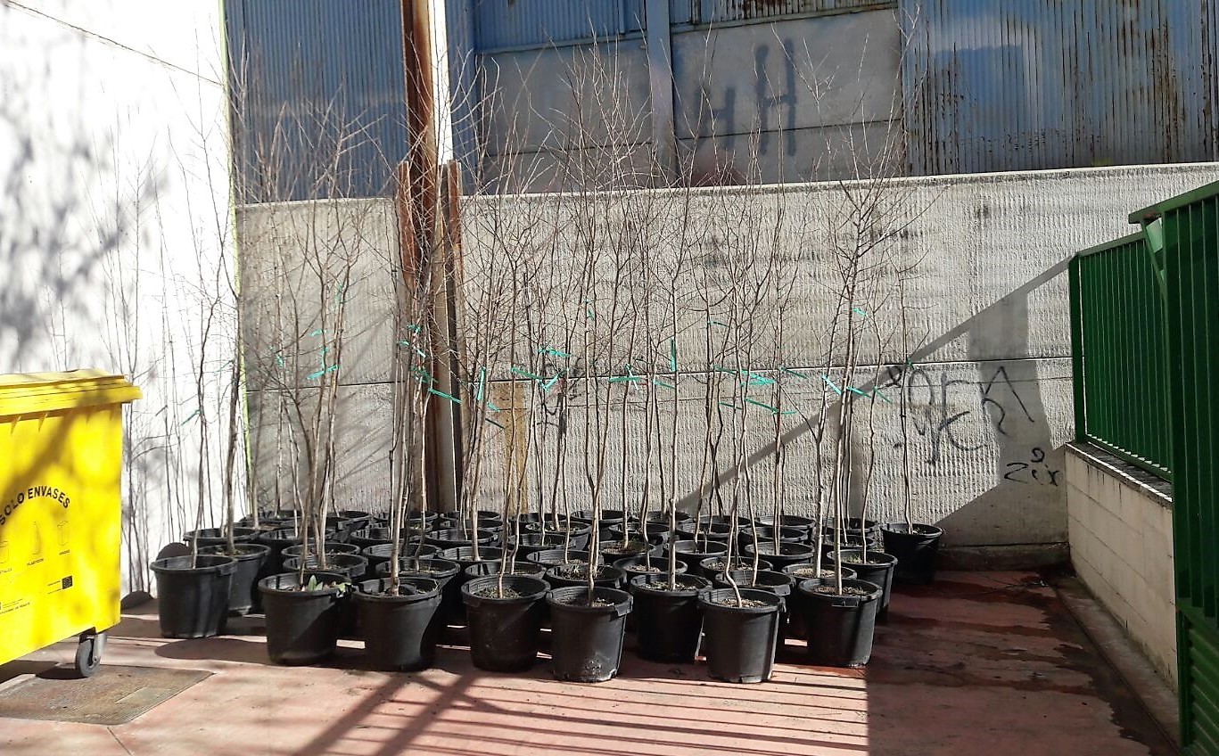 Plantación de 50 nuevos árboles en el municipio