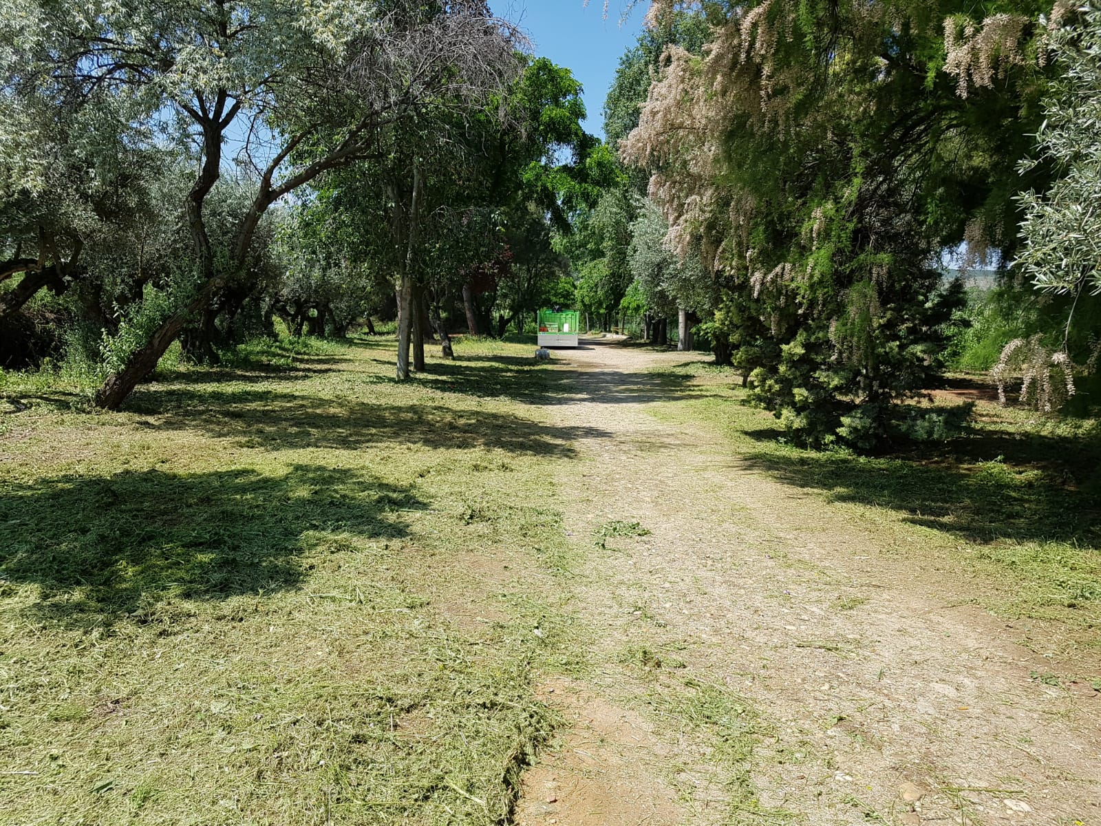 En marcha los nuevos trabajos de desbroce y mantenimiento en la laguna El Raso