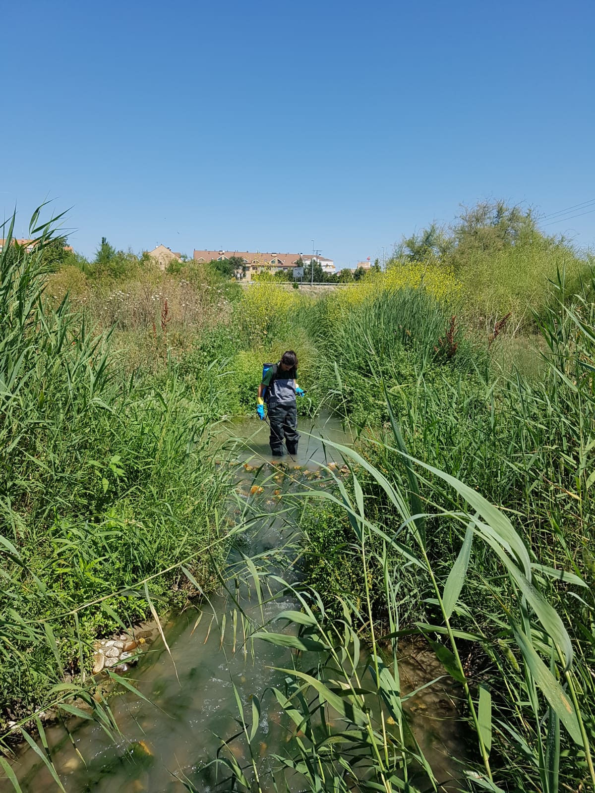 Nuevas actuaciones en el arroyo Pantueña para controlar la mosca negra