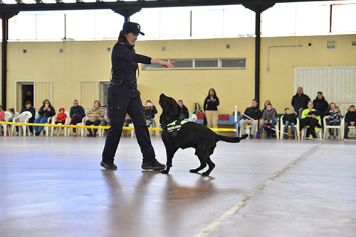 Éxito de la I Exhibición Canina en Velilla de San Antonio