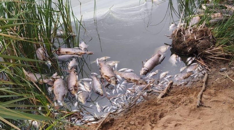 La Concejalía de Sanidad informa sobre la aparición de peces muertos en la laguna Picón de los Conejos