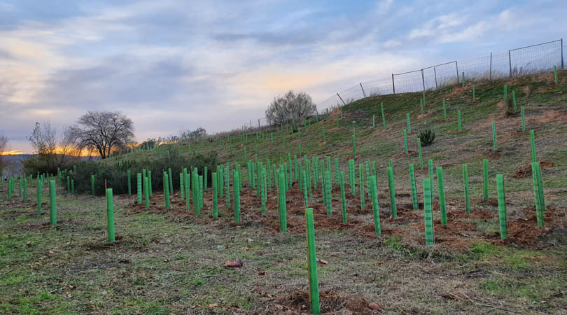 Finaliza la primera fase de plantaciones de la nueva zona forestal en el sector XXIII