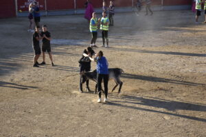 2022 Tarde de peñas y vacas