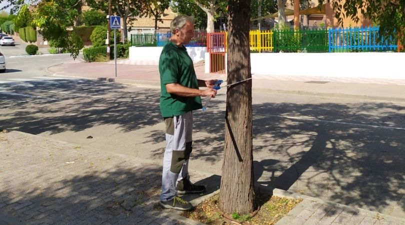 El área de Servicios Generales está actualizando el inventario de arbolado urbano