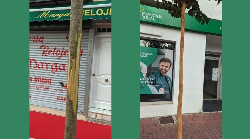 Actos vandálicos en los árboles de la calle Mayor