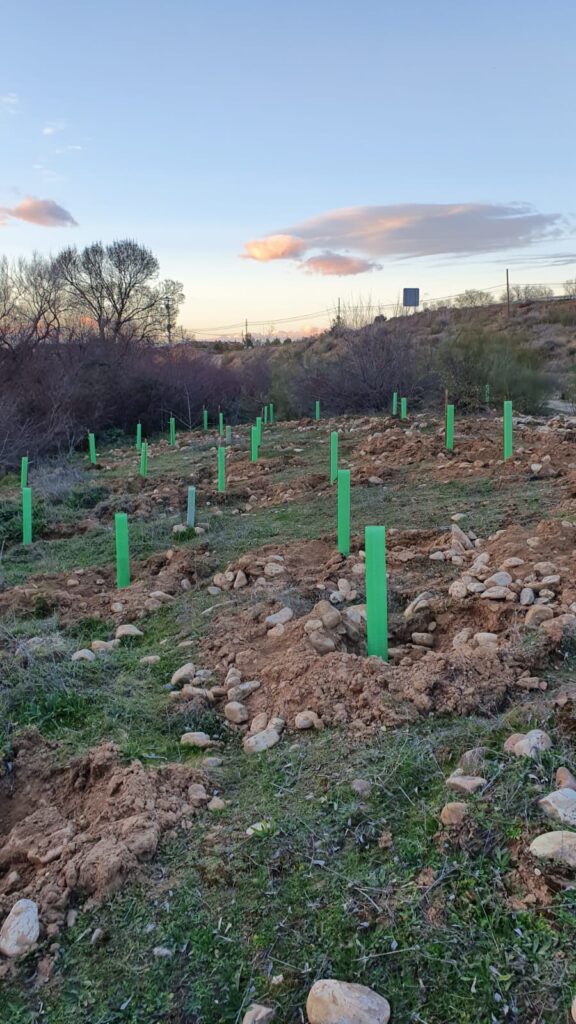 20220302 reforestacion miralrio (1)