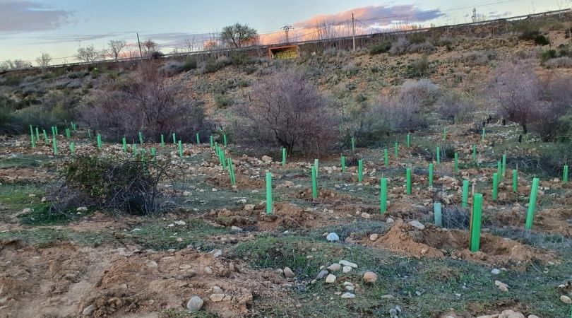 Reforestación, adecuación del camino, e instalación de un observatorio de aves en la zona del humedal de Miralrío