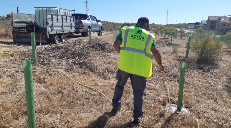 Trabajos de mantenimiento en la zona forestal del sector XXIII; desbrozado y riegos