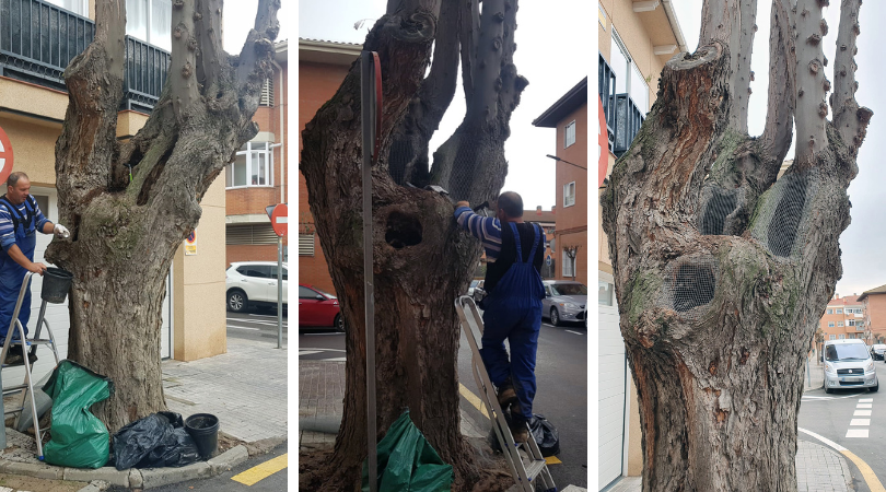 Limpieza y colocación de mallas de protección en la acacia