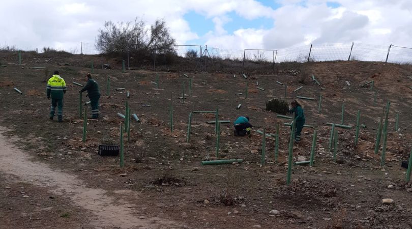 Reponemos 600 árboles en la plantación del Sector XXIII