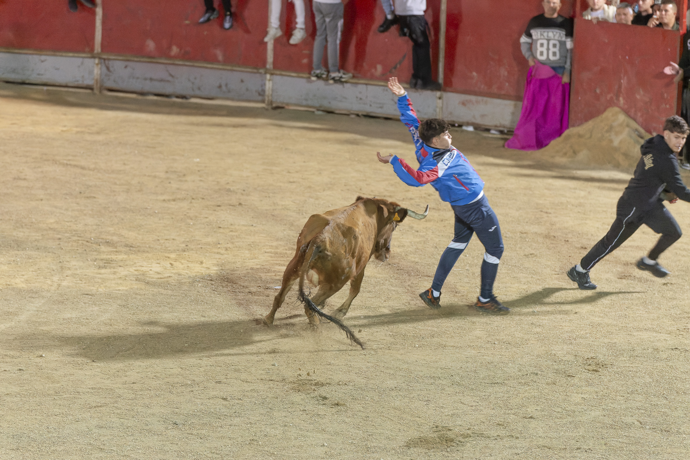 Suelta de vaquillas nocturna