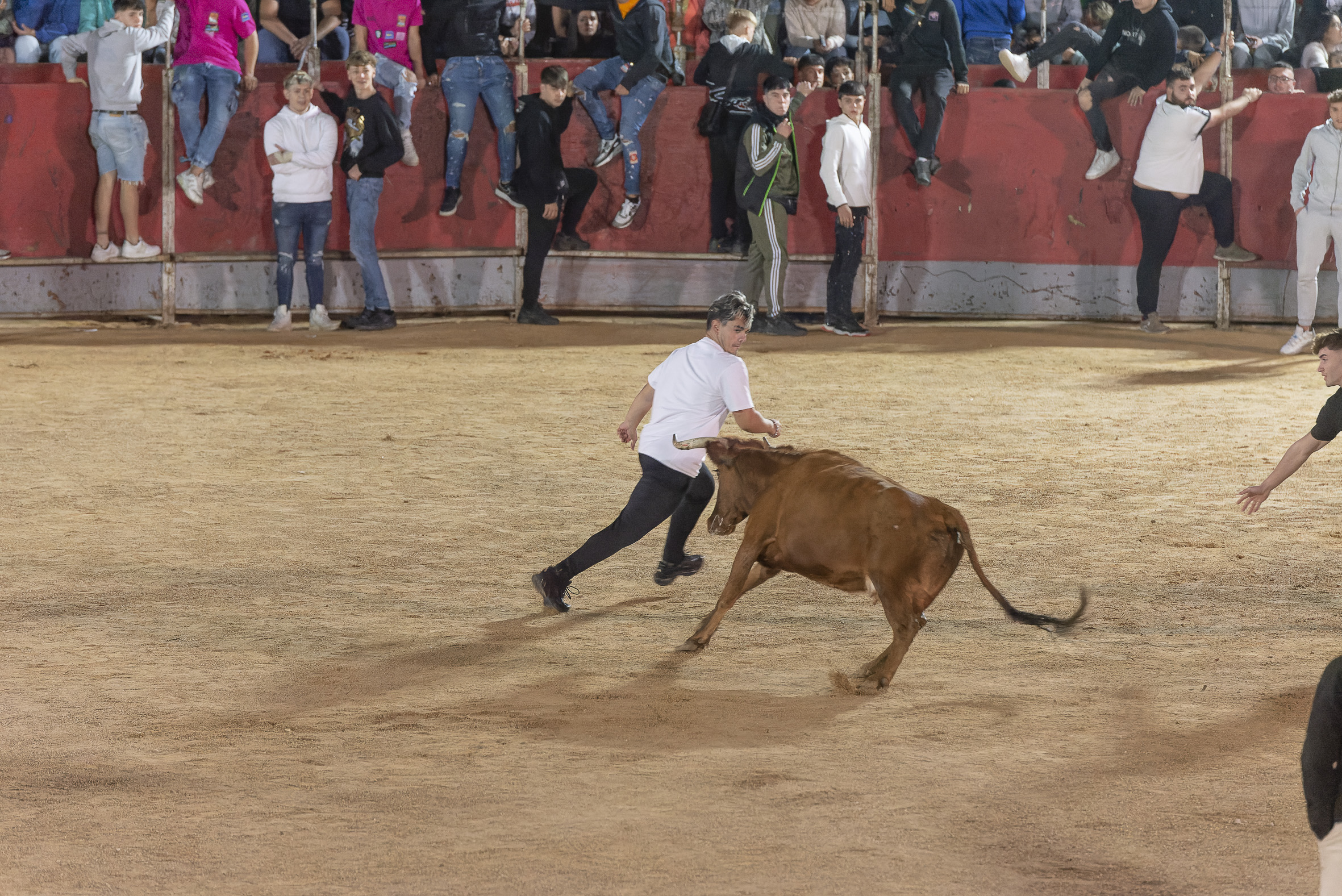 Suelta de vaquillas nocturna