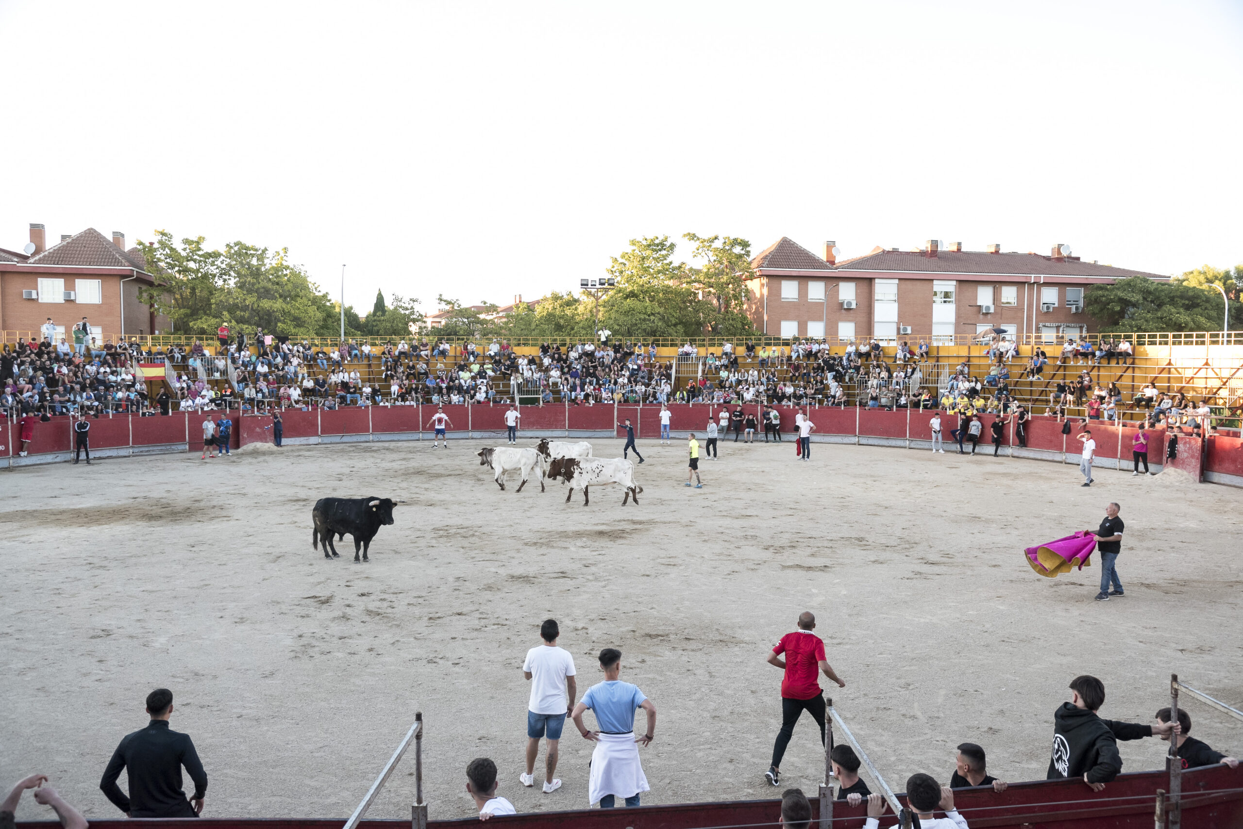 Concurso recortadores aficionados