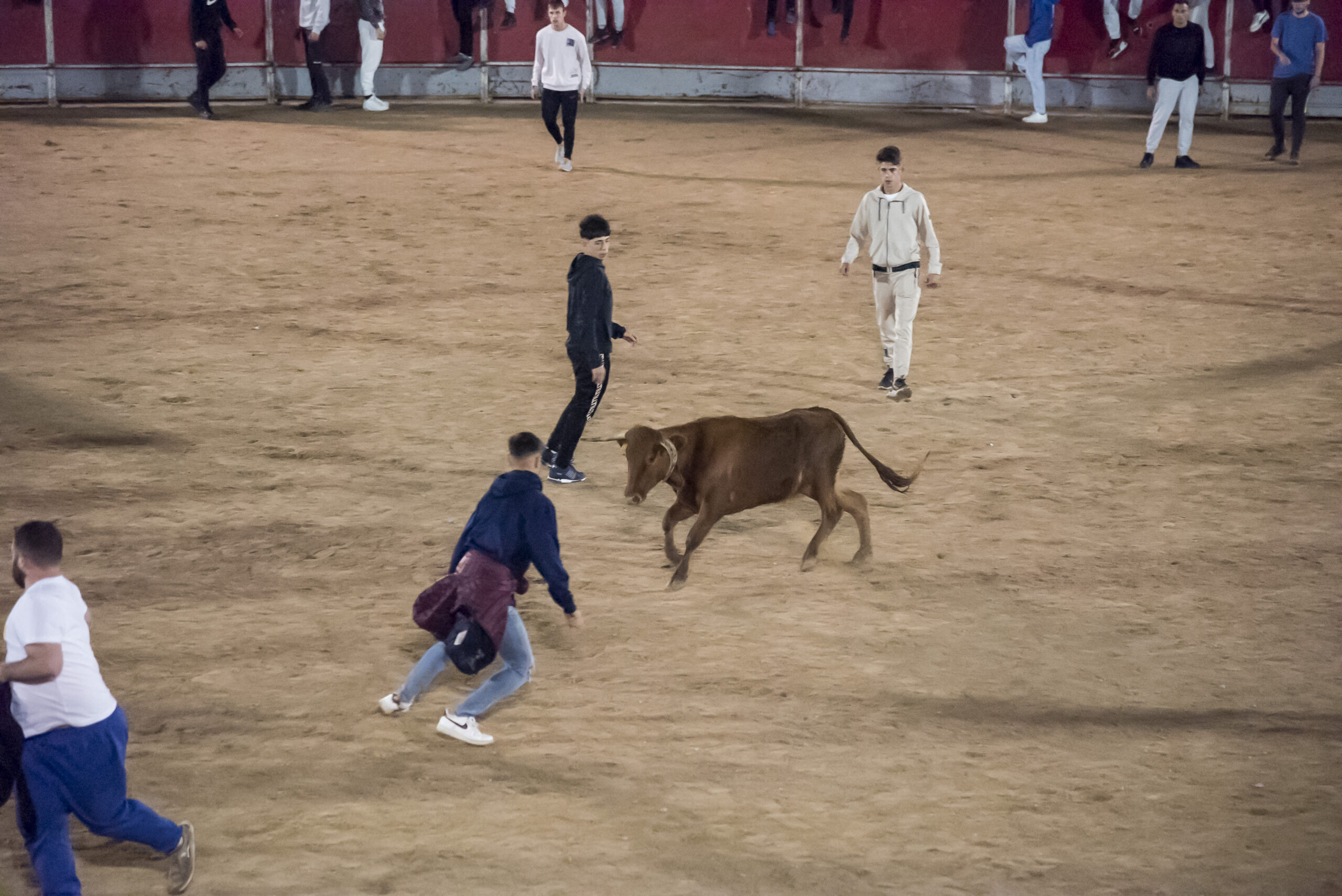 Suelta de vaquillas nocturna