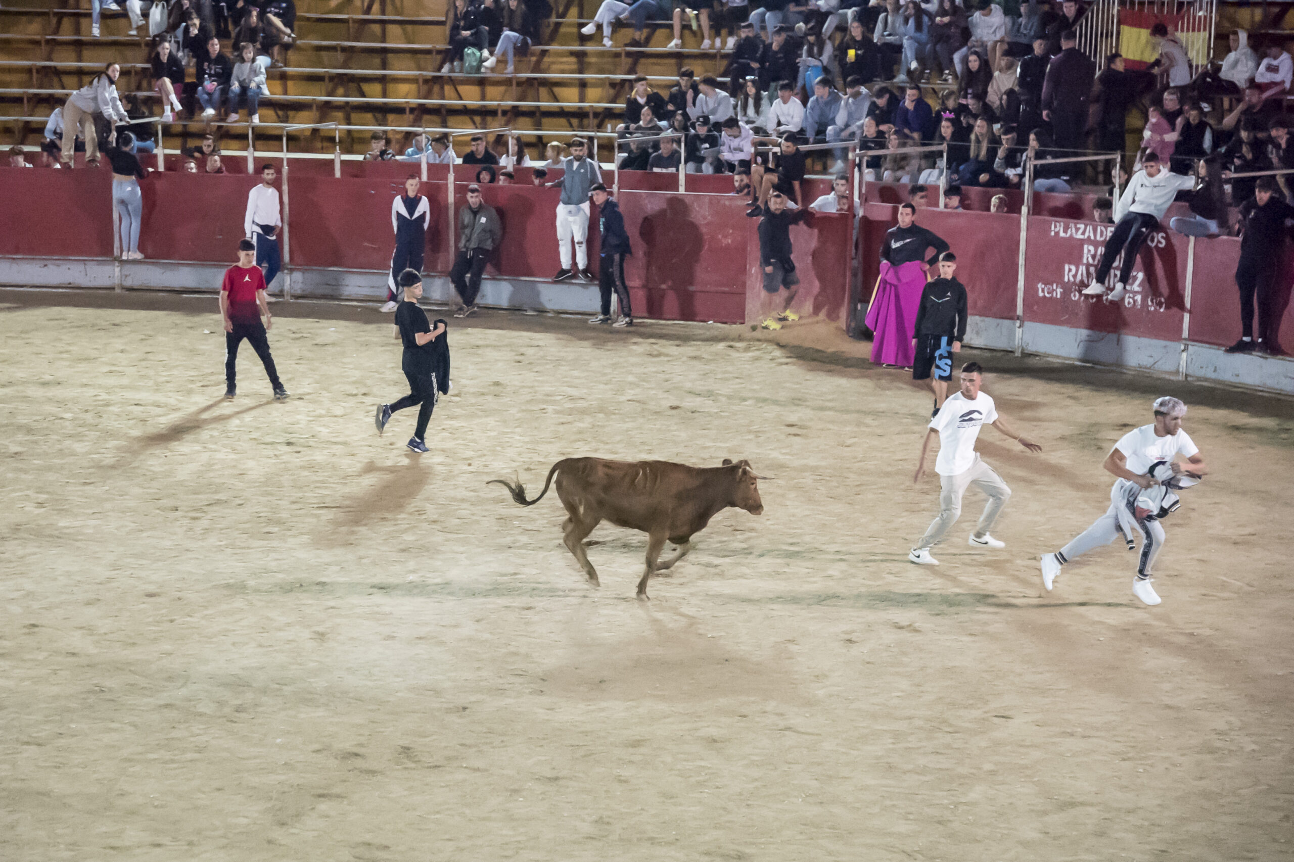 Suelta de vaquillas nocturna