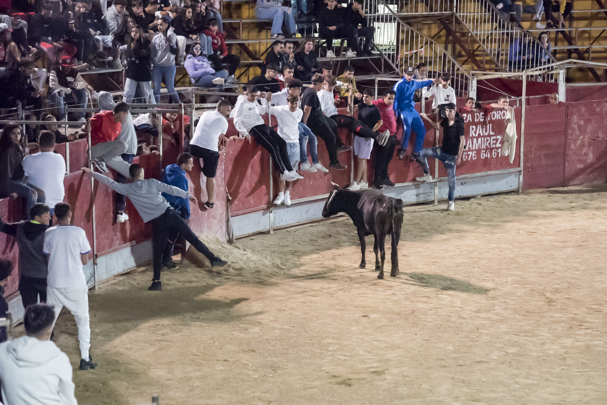 Suelta de vaquillas nocturna