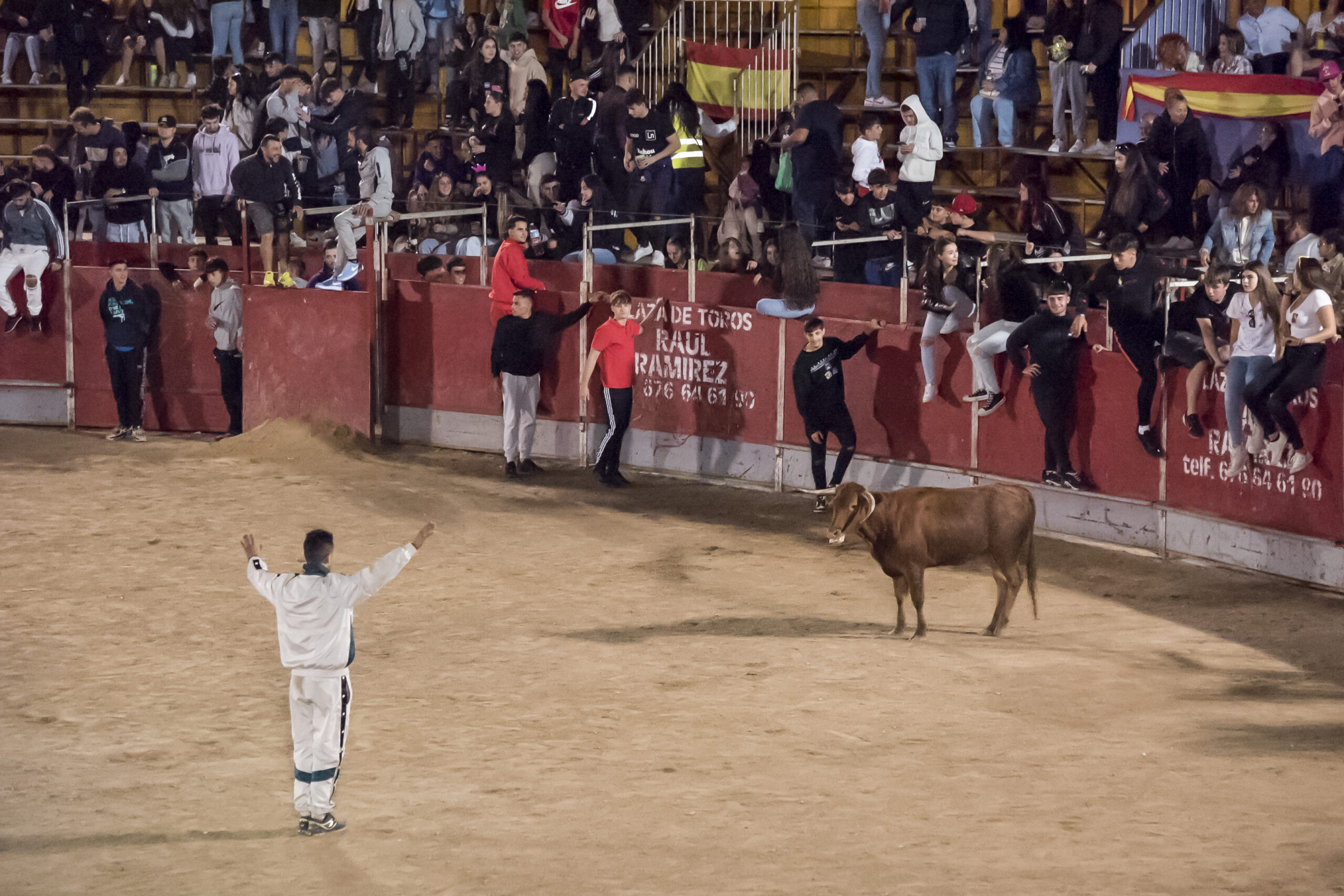 Suelta de vaquillas nocturna