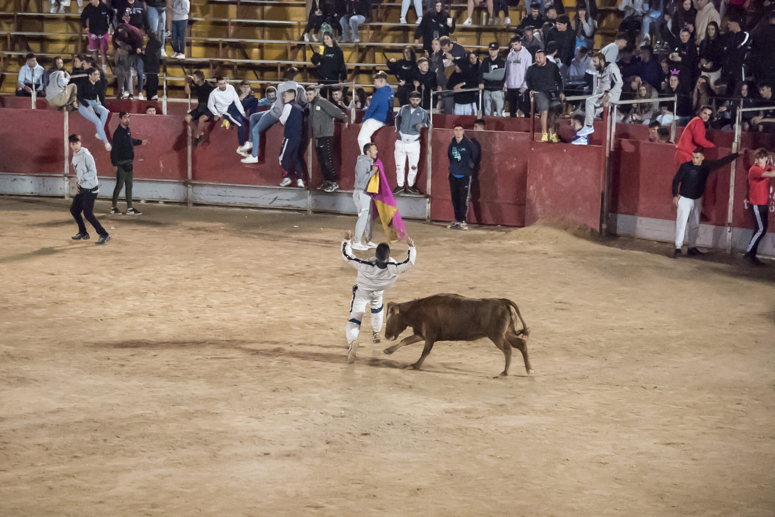 Suelta de vaquillas nocturna