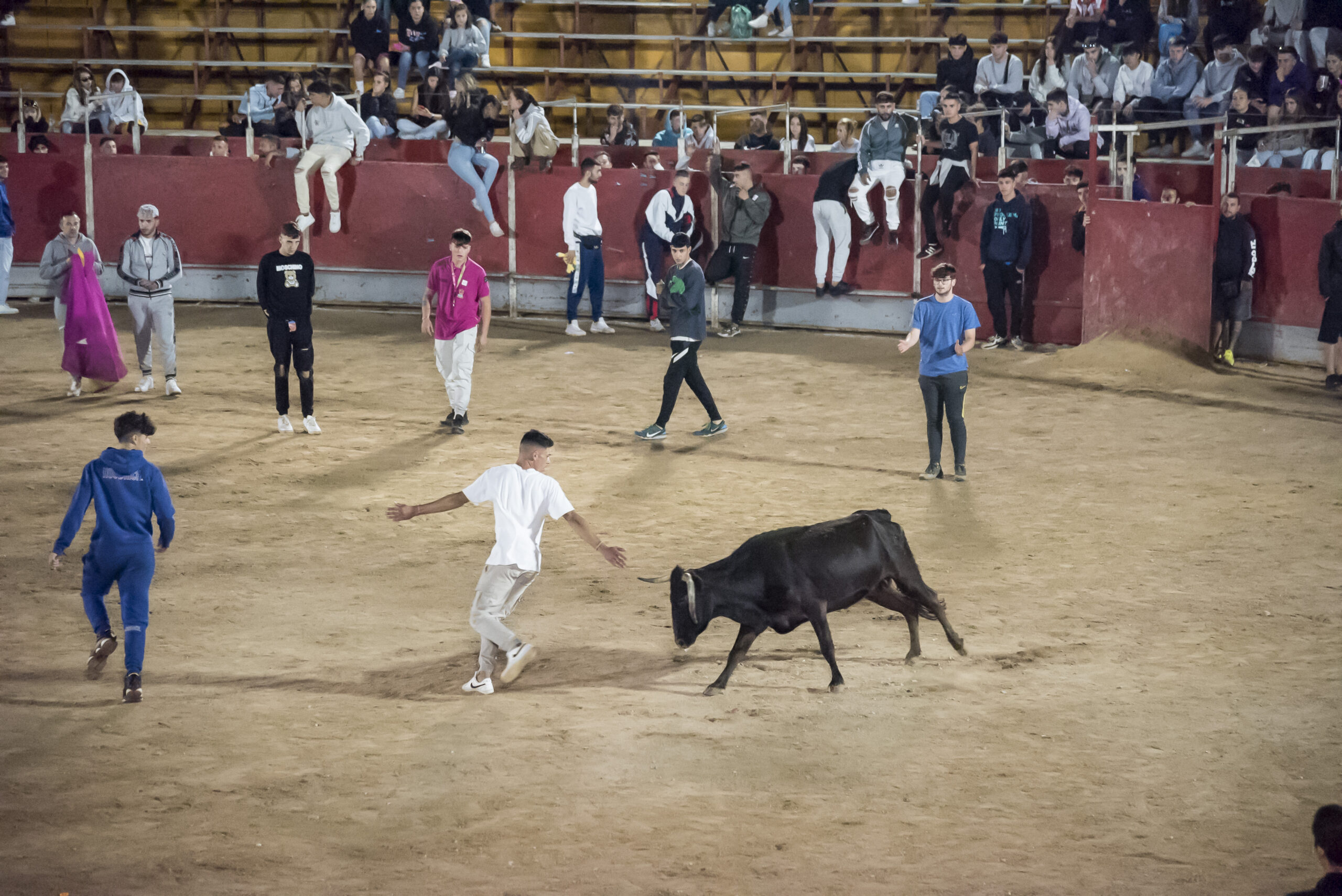 Suelta de vaquillas nocturna