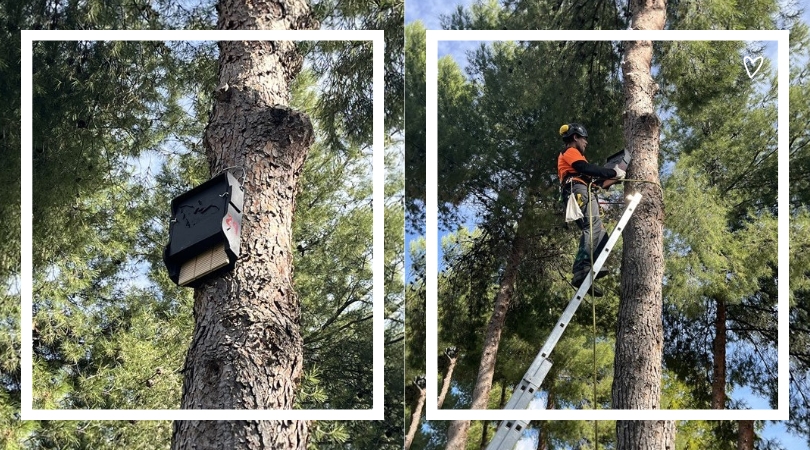 Instalación de nuevas cajas nido para murciélagos para combatir al mosquito tigre y a la mosca negra