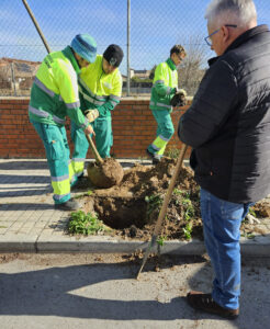 20250214 plantacion alcorques vacios (11)
