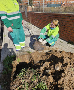 20250214 plantacion alcorques vacios (6)