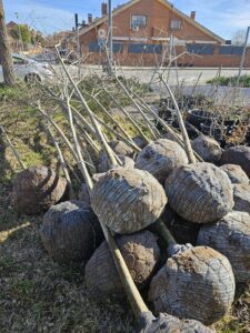 20250214 plantacion alcorques vacios (9)