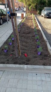 20250425 plantacion aparcamiento colombia (11)
