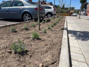 20250425 plantacion aparcamiento colombia (3)