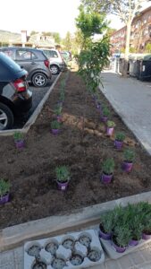 20250425 plantacion aparcamiento colombia (9)