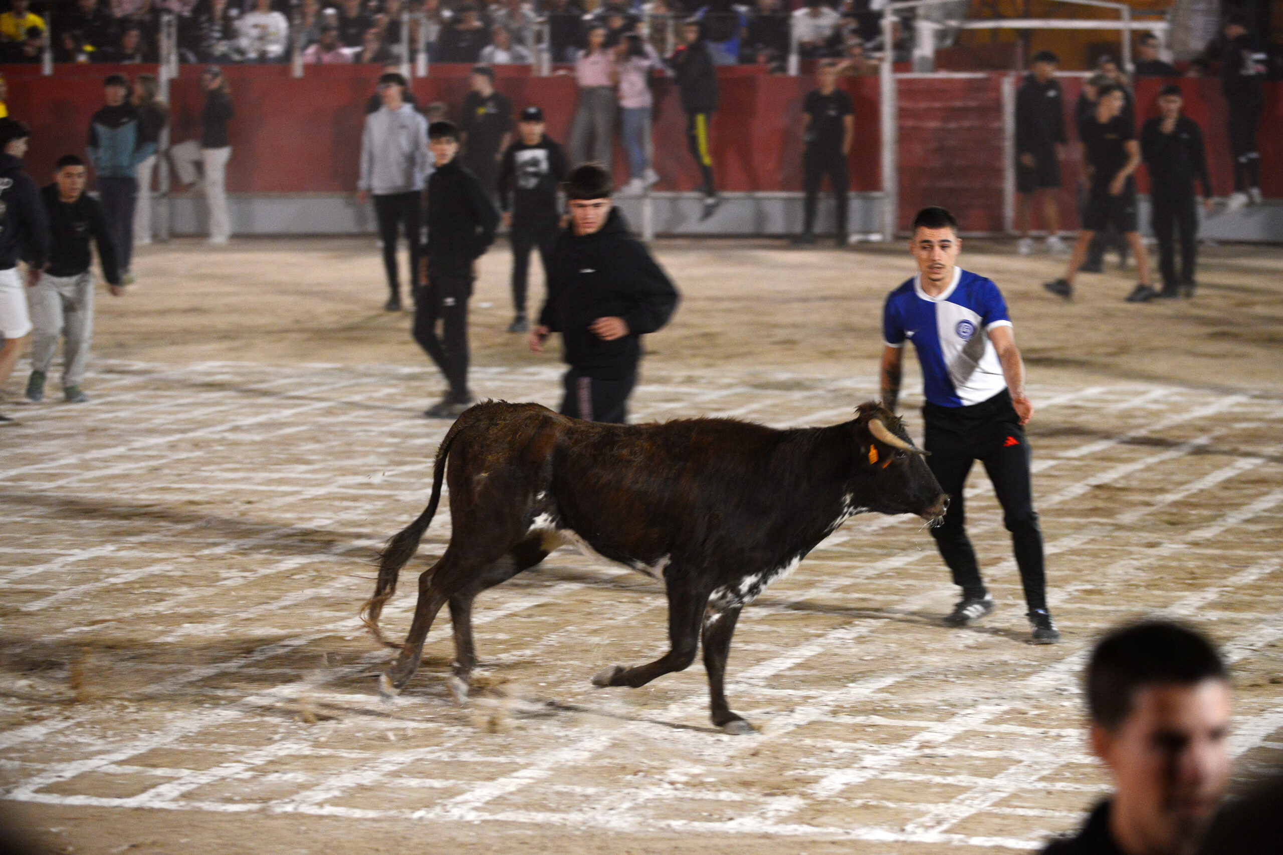 Suelta de vaquillas