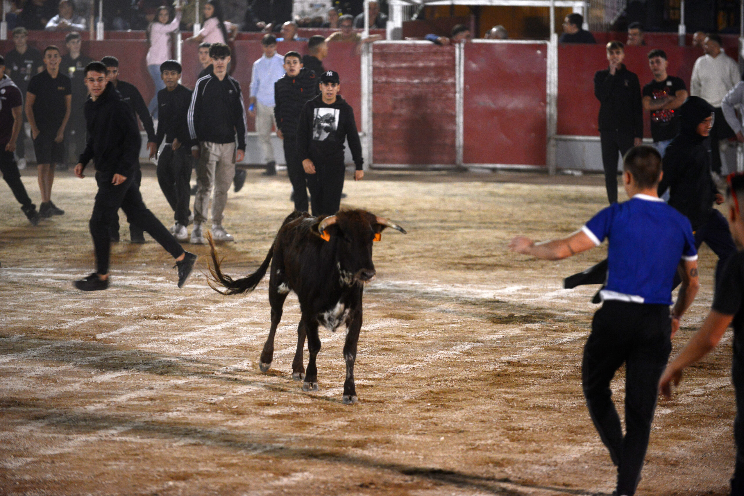 Suelta de vaquillas