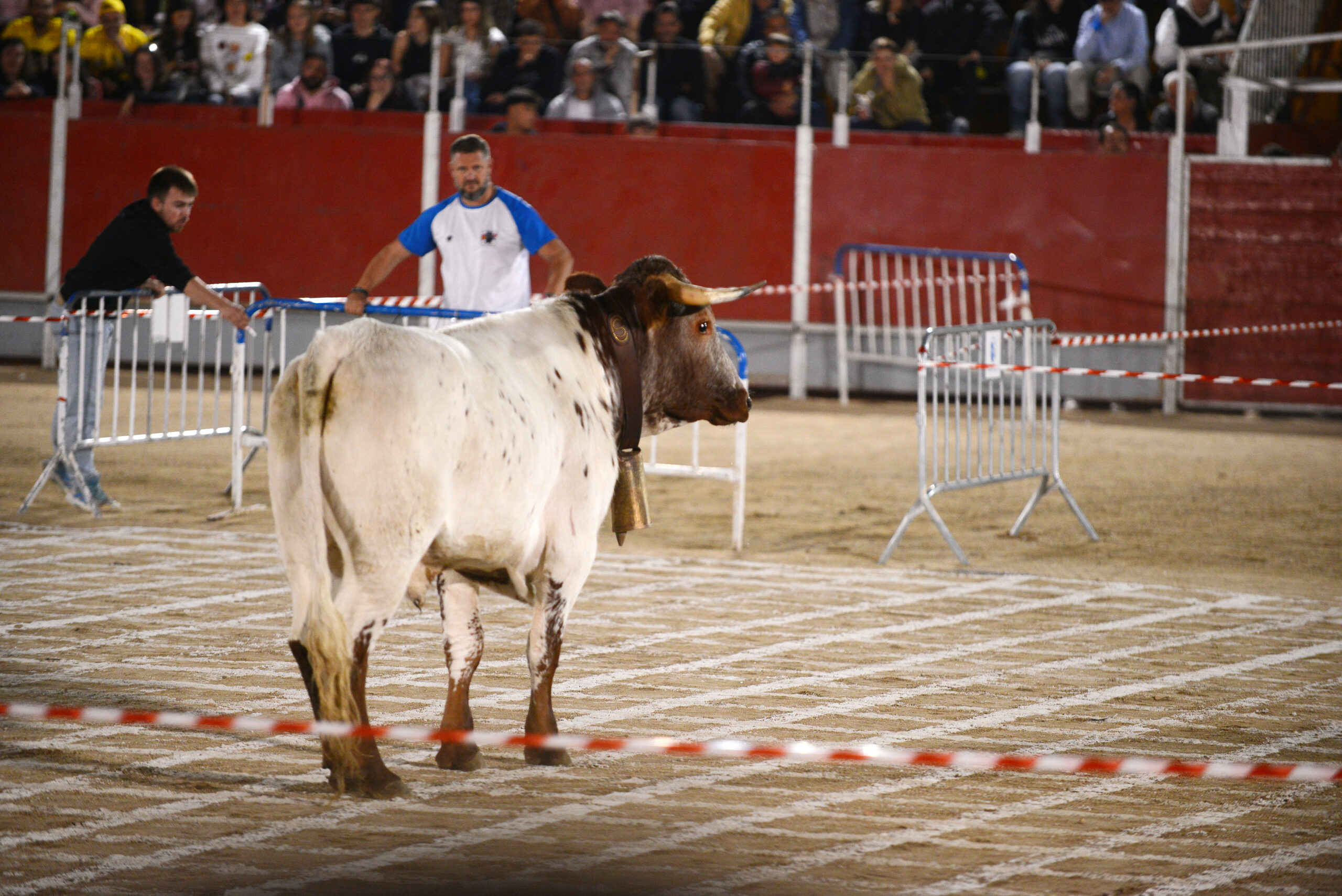 Suelta de vaquillas