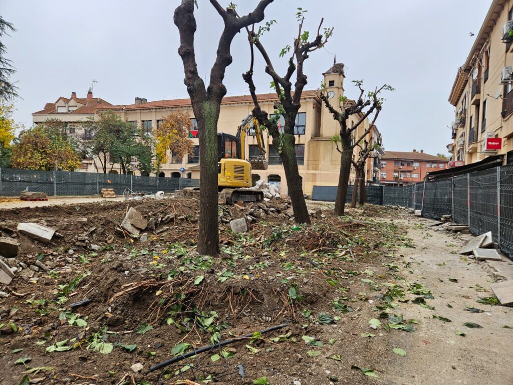 20251029 arboles plaza (14)