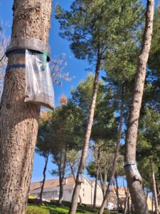 20260319 procesionaria (3)