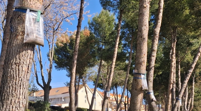 20260319 procesionaria web