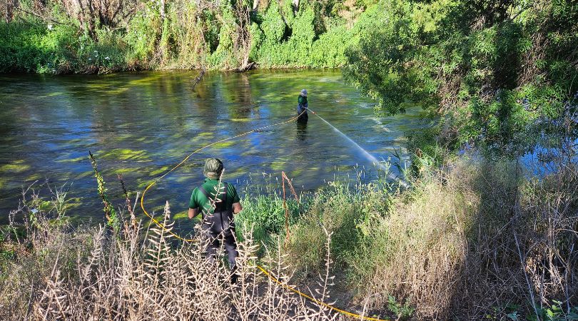 Cuarto tratamiento para combatir la mosca negra