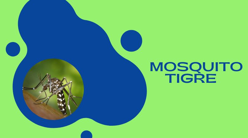 Recomendaciones para el control de la proliferación del mosquito tigre