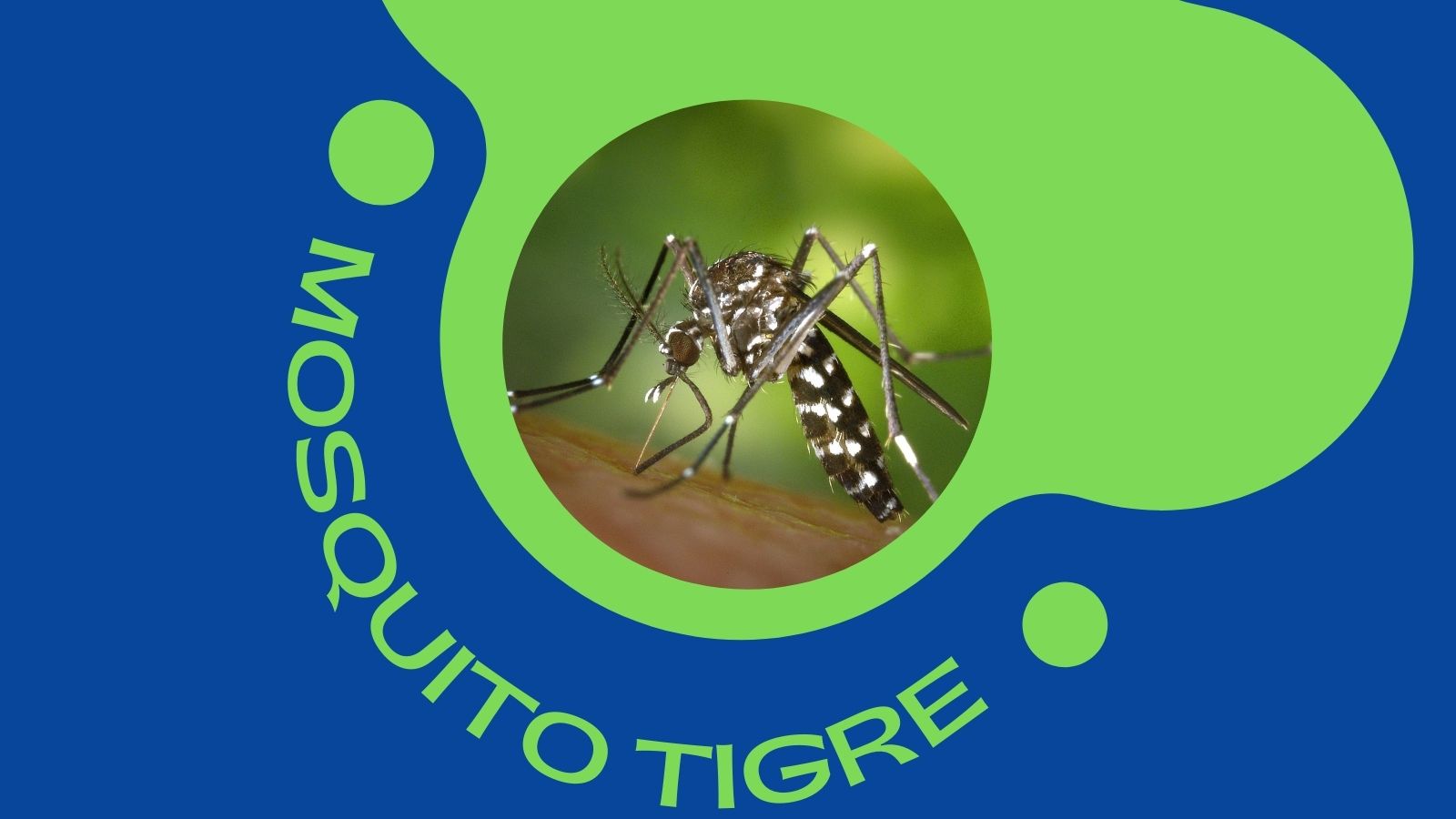 Recomendaciones para el control de la proliferación del mosquito tigre