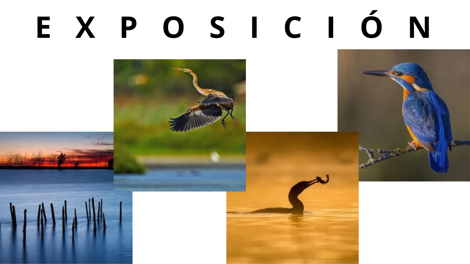 Exposición FONAMAD. NUESTROS RÍOS: CAMINOS DE AGUA, REFUGIOS DE VIDA Exposición FONAMAD. NUESTROS RÍOS: CAMINOS DE AGUA, REFUGIOS DE VIDA