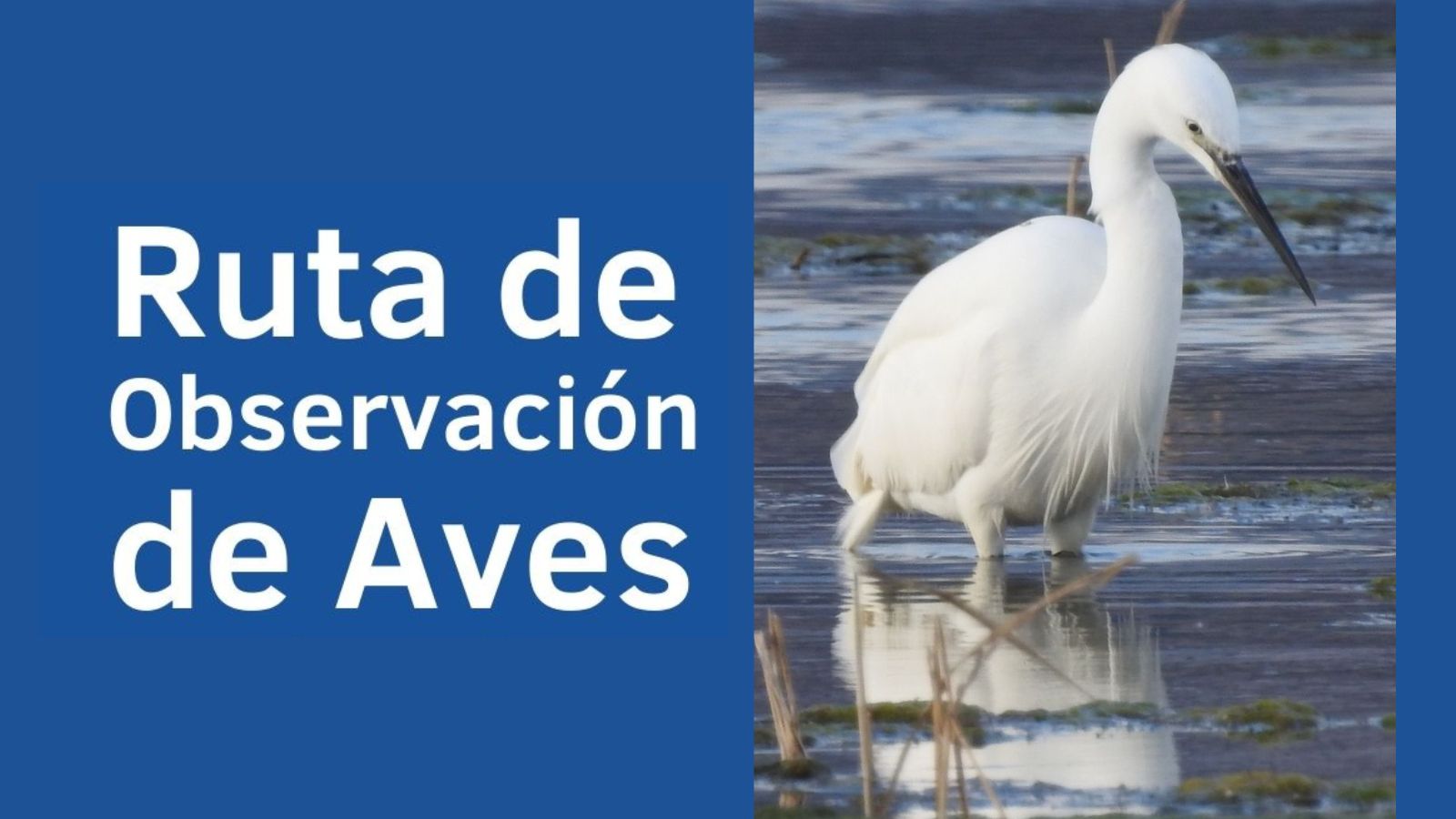 Ruta de observación de Aves