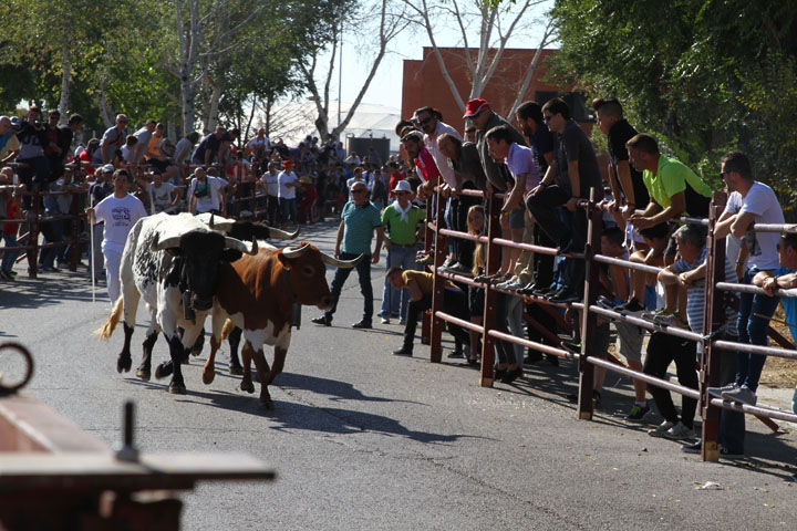 Fiestas Patronales (1)