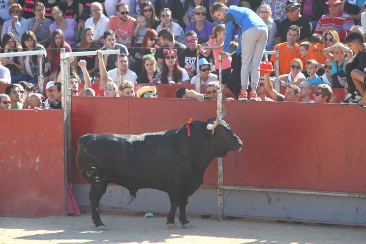 Fiestas Patronales (12)