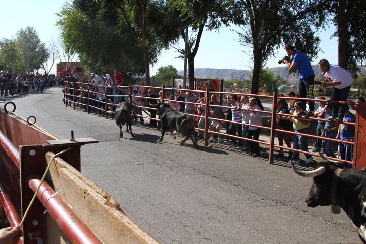 Fiestas Patronales (3)