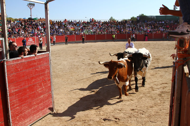 Fiestas Patronales (5)