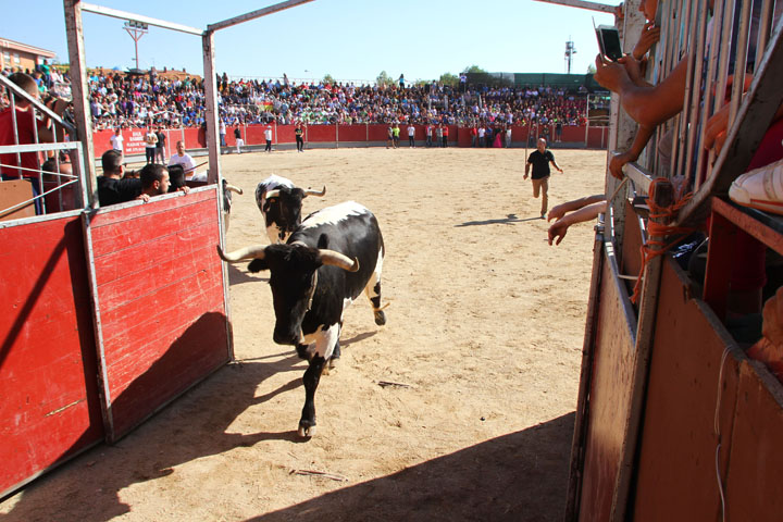 Fiestas Patronales (6)