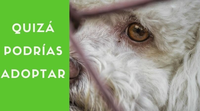 "Quizá podrías adoptar", Campaña de concienciación del Ayuntamiento de Velilla de San Antonio