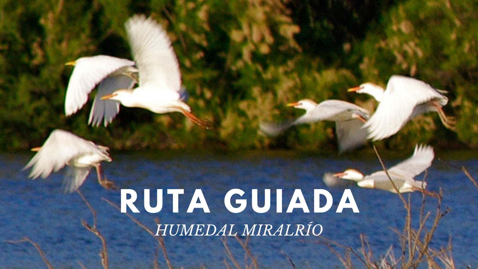 Ruta guiada por el humedal Miralrío
