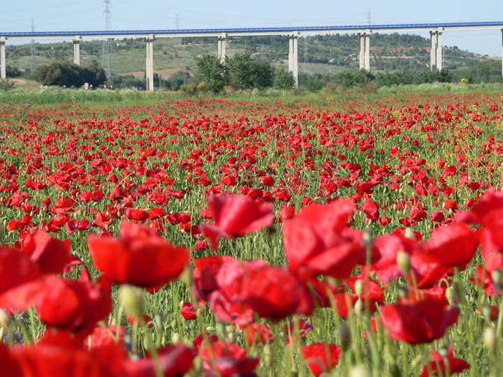 Segundo Premio. Ave Rojo