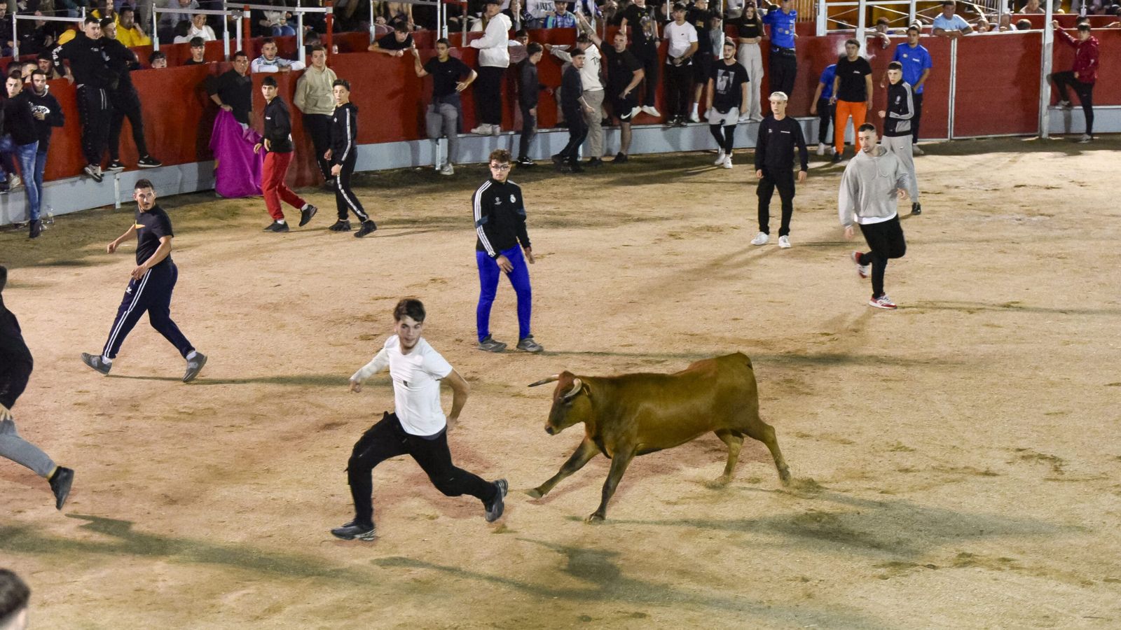 Suelta de vaquillas